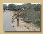 IMG_0381