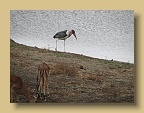 IMG_0668