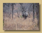 IMG_0996