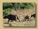 IMG_1477